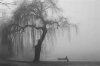 weepingwillow.jpg