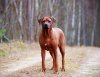 rhodesian-ridgeback-web.jpg