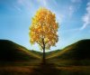 tree5a.jpg