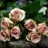 Blume